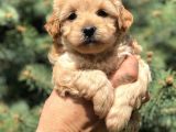 Orjinal Maltıpoo Güzelliği