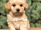Dizayn Irk Maltıpoo Yavrularımız