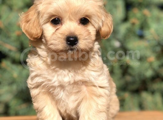 Dizayn Irk Maltıpoo Yavrularımız görsel