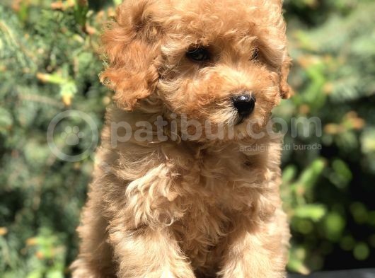 Latte Renk Orjinal Toy Poodle Yavrumuz görsel
