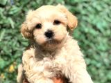 Ankaranın En Güzel Maltıpoo Yavruları