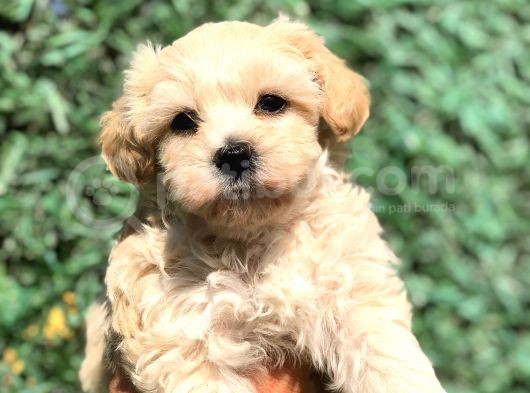 Ankaranın En Güzel Maltıpoo Yavruları görsel