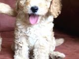 Safkan Toypoodle