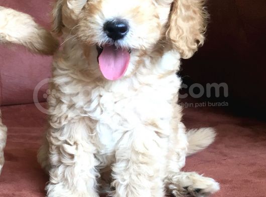 Safkan Toypoodle görsel