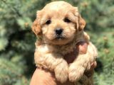 Orjinal Maltıpoo Güzelliği