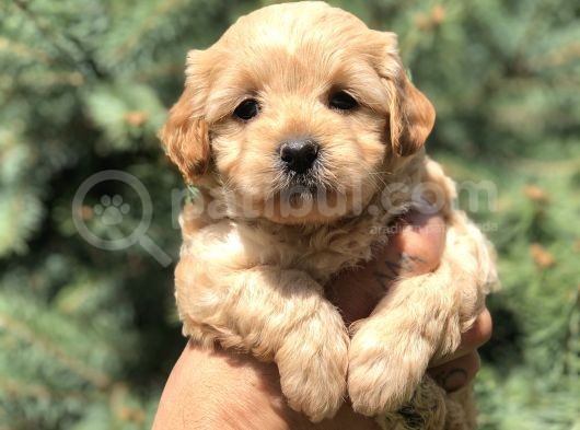 Orjinal Maltıpoo Güzelliği görsel