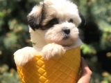 Xsmall Size Dizayn Irk Morkie Yavrularımız