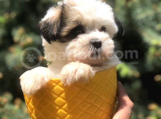 Xsmall Size Dizayn Irk Morkie Yavrularımız görsel