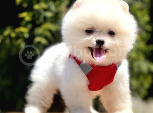 Safkan Pomeranian Boo Yavrularımız görsel