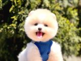 Safkan Pomeranian Boo Yavrularımız