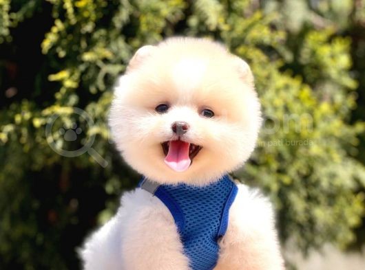 Safkan Pomeranian Boo Yavrularımız görsel