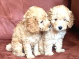 Safkan Toypoodle
