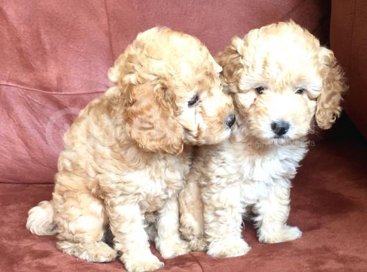 Safkan Toypoodle görsel