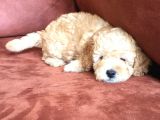 Safkan Toypoodle