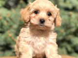 Dizayn Irk Maltıpoo Yavrularımız
