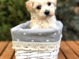 Ankaranın En Güzel Maltıpoo Yavruları