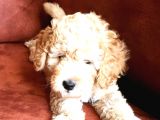 Safkan Toypoodle