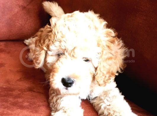 Safkan Toypoodle görsel