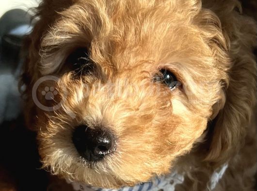 2 Aylik Erkek Toy Poodle görsel
