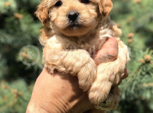 Orjinal Maltıpoo Güzelliği görsel