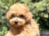Tedyface Toy Poodle Yavrumuz