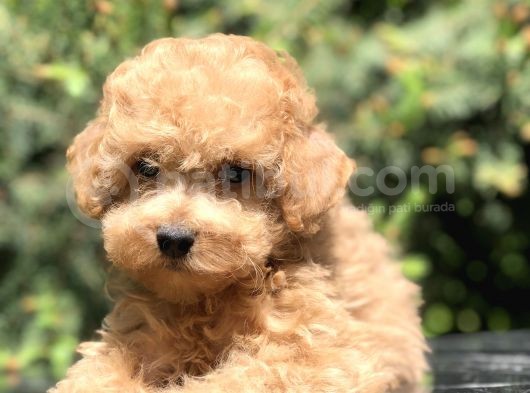 Tedyface Toy Poodle Yavrumuz görsel