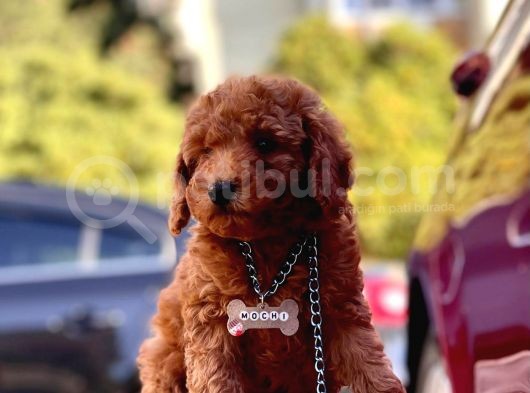Safkan Toy Poodle Yavrularımız görsel