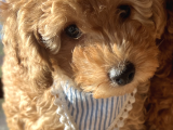 2 Aylik Erkek Toy Poodle