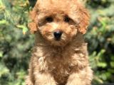 Latte renk Orjinal Toy Poodle Yavrumuz