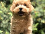 Tedyface Toy Poodle Yavrumuz