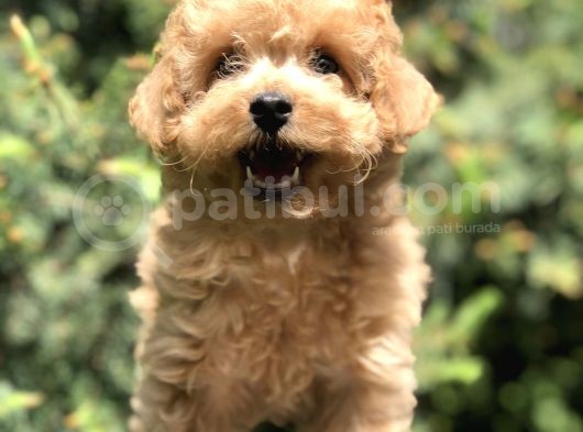 Tedyface Toy Poodle Yavrumuz görsel