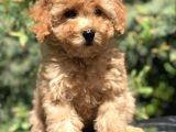 Latte Renk Orjinal Toy Poodle Yavrumuz