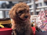 Red Brown Toy Poodle Yavrulari