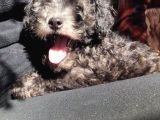 Safkan Toypoodle