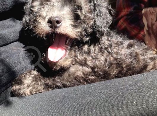 Safkan Toypoodle