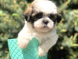 Triecolor Xsmall Morkie
