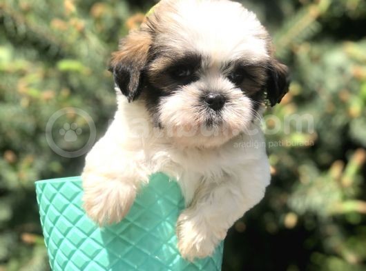 Triecolor Xsmall Morkie görsel