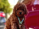 Safkan Toy Poodle Yavrularımız