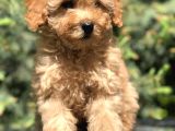 Latte Renk Orjinal Toy Poodle Yavrumuz