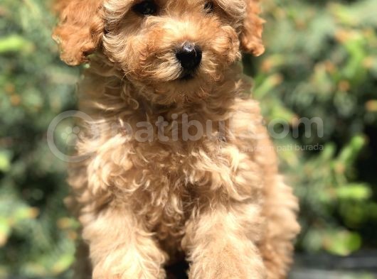 Latte Renk Orjinal Toy Poodle Yavrumuz görsel