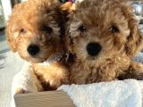 2 Aylik Erkek Toy Poodle