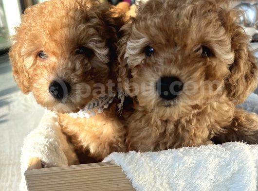 2 Aylik Erkek Toy Poodle görsel