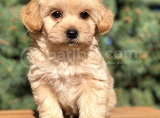 Dizayn Irk Maltıpoo Yavrularımız görsel