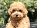 Tedyface Toy Poodle Yavrumuz