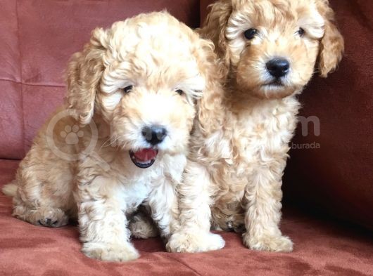 Safkan Toypoodle görsel