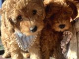 2 Aylik Erkek Toy Poodle