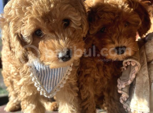 2 Aylik Erkek Toy Poodle görsel