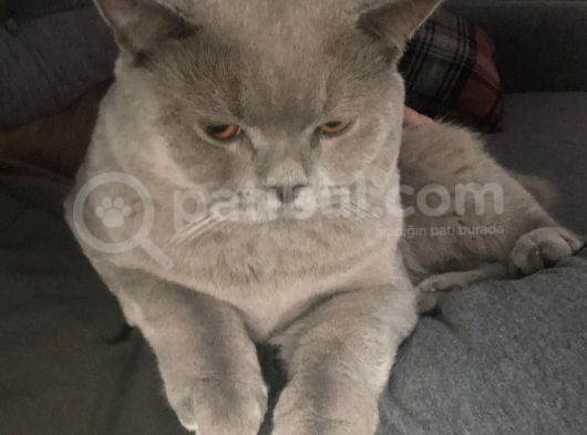 Lilac 16 Aylık Kısır Değil görsel