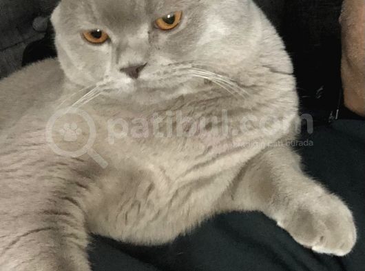 Lilac 16 Aylık Kısır Değil görsel