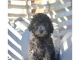 Safkan Toypoodle